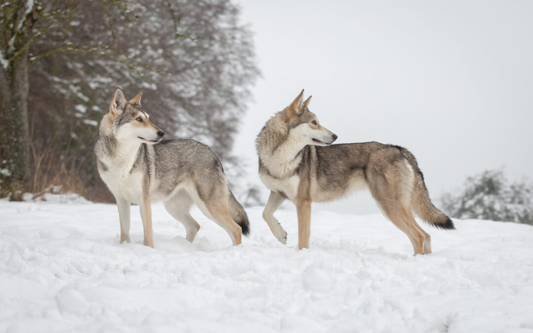 Hundeshooting im Schnee