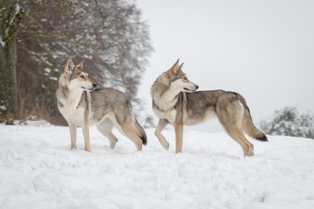 Hundeshooting im Schnee mit Wolfshunden Ehingen Donau