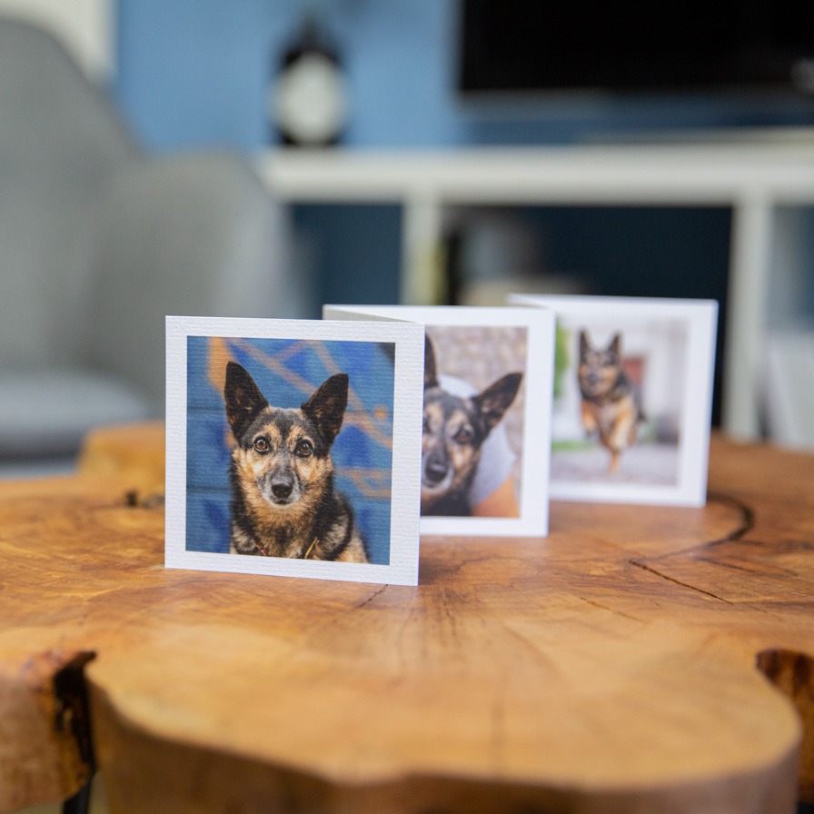 Leporello Janina Eberle Tierfotografie